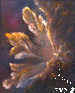La gorgone �ventail